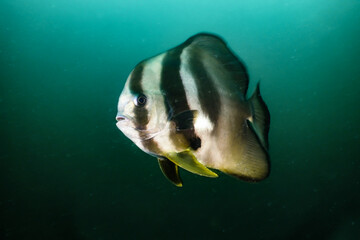 Sticker - Bat fish