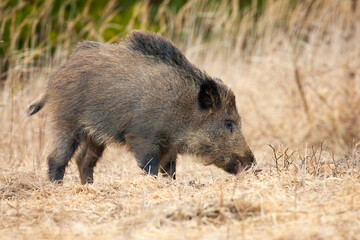 Wall Mural - wild boar, sus scrofa, standing on dry field in autumn nature. . mammal smell on field. brown mammal