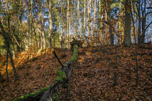 AUTUMN FOREST - Fallen Tree Trunk And Yellowed Leaves