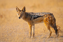 Black-backed Jackal Standing In Dry Yellow Grass