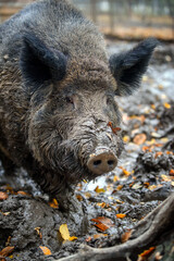 Wall Mural - male wild-boar in autumn forest