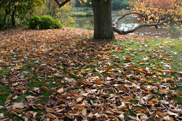 Blätter Blatt Laub Herbst Baum Herbst