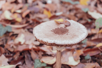 Parasol mushrooms (Macrolepiota procera) on a field