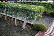 Sheared bushes of variegated Buxus sempervirens Aureomarginata in Alanya park (Turkey). Ornamental plant with white-green leaves planted as a curb along the sidewalk