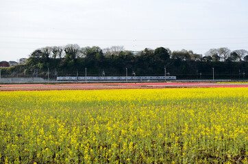 Wall Mural - 菜の花と京成電車