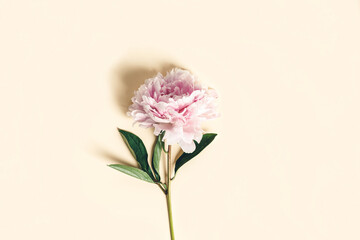 Wall Mural - flat-lay of beautiful peony flower over yellow background