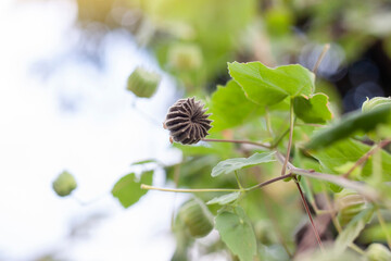 Wall Mural - Dry seed of Indian Mallow, Chinese bell flower or Country mallow (Abutilon indicum) on tree in the garden is a Thai herb.