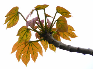 Sticker - Closeup shot of fresh leaves of tung tree on white background