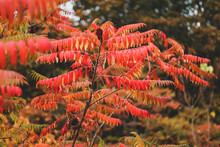 Sumach Naked Rhus Gl Bra Plant In Autumn With Yellow And Red Leaves