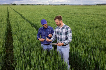 Wall Mural - Two farmers standing in green wheat field examining crop during the day.