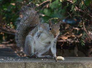 Sticker - Selective focus shot of a cute Fox squirrel in the ground