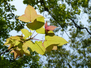 Sticker - Selective focus shot of fresh foliage of Chinese sweet gum plant