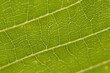 © kodzak416 - leaf cells