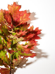 Sticker - Autumn oak leaves over white background