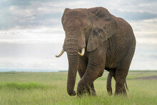 African Elephant (Loxodonta Africana) Bull Walking On Savanna, Looking At Camera, Amboseli National Park, Kenya.