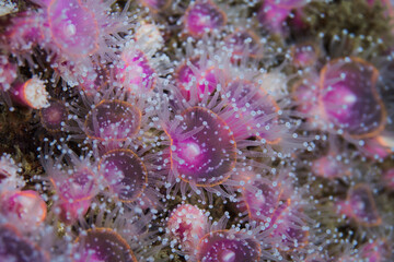 Wall Mural - Strawberry Anemones (Actinia fragacea) small light pink anemones that grow together.