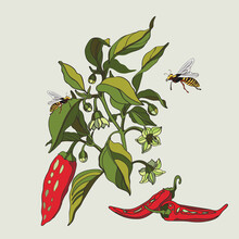 Botanical Illustration With The Plant Cayenne Pepper And Wasps