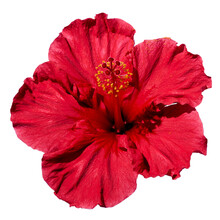 Isolated Hibiscus Flower On A White Background From Top View. Creative Flower Design
