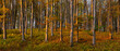 © Mike Mareen - Beech, autumn forest in the light of the setting sun