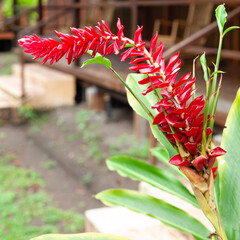 Poster - Costa Rica, tropical flower