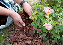 Gardener Uses The Pine Bark To Mulch A Rose Bush, In Anticipation Of The Winter. Mulching Is A Cultivation Technique.
