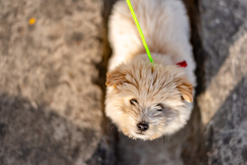 white mountain dog in arunachal pradesh, india