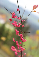 Autumn Berries On A Euonymus Europaeus 'Red Cascade' Spindle Tree. Background Of Pink Flowers Of European Spindle Tree