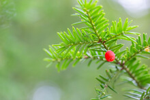 Branch European Yew (Taxus Baccata) With Ripe Red Fruits. Taxus Baccata Is A Species Of Evergreen Tree In The Conifer Family