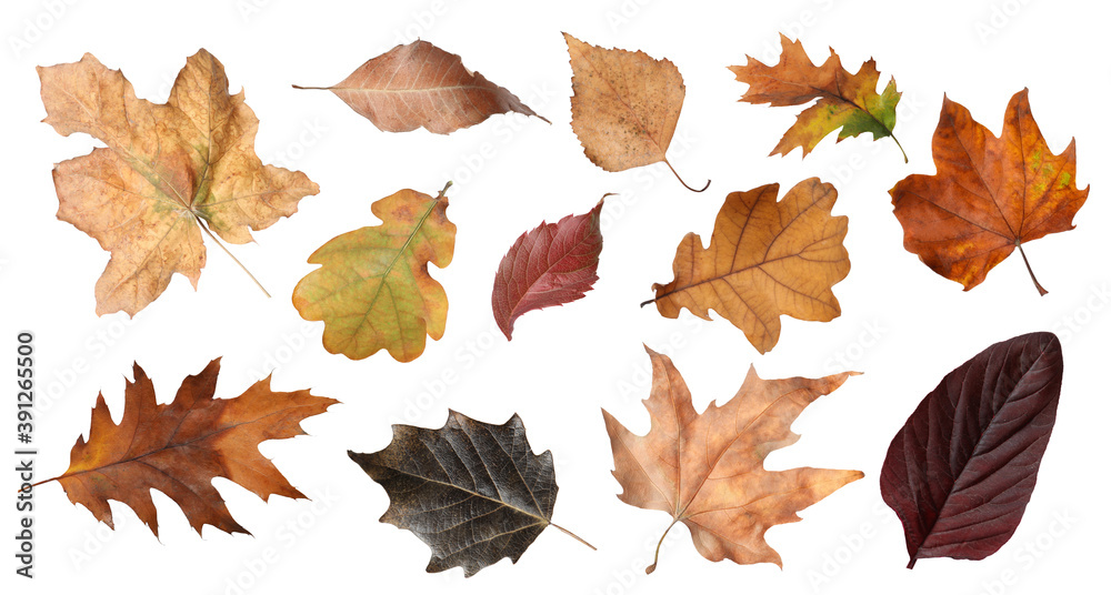 Set of different autumn leaves on white background - obrazy, fototapety, plakaty 