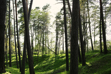 Beautiful green pine forest along Yurmala coast, Latvia, with blue sky seen in the background / meditation place. Inspirational landscape. Narnia wallpaper.  