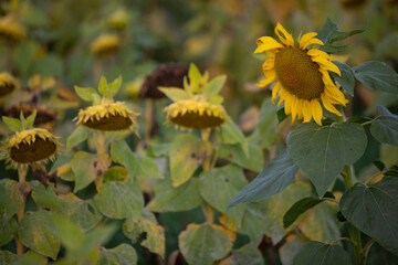 Wall Mural - Campo de girasoles (Helianthus annuus)