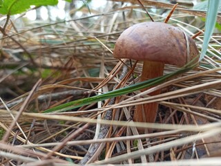 mushroom in the grass