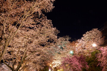 Canvas Print - 吉野の桜のライトアップ