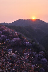 Canvas Print - 吉野桜からの日の出