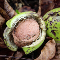 Wall Mural - Ripe walnut fruit. A photograph of a walnut inside a cracked green shell. Beneath the walnuts are dry leaves and green grass.