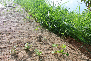 Wall Mural - Permanent slope protection using the close turfing method to prevent erosion. The selected type of grass used for the method. The grass also stabilizes the slope structure.