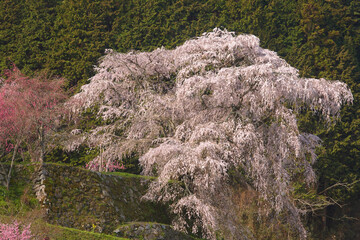 Poster - 又兵衛桜