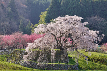 Canvas Print - 又兵衛桜