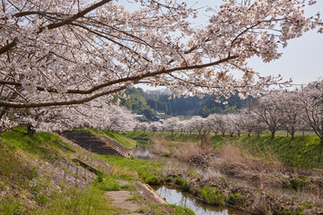 Wall Mural - 宇陀川桜並木