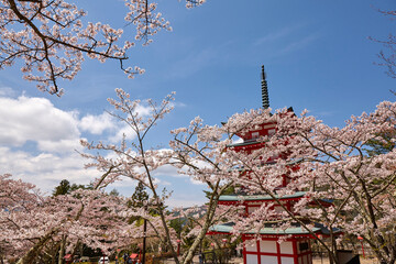 Poster - 新倉山浅間神社の桜