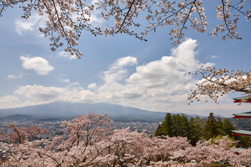 Wall Mural - 新倉山浅間神社の桜