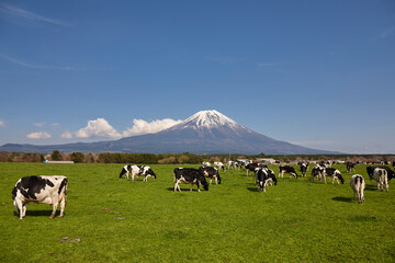 Wall Mural - 朝霧高原の牛と富士山