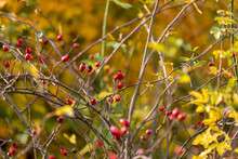 Ripe Red Rose Hips On A Shrub