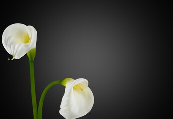 Poster - Arum lily.