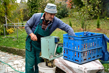 Wall Mural - Fruit grower  throws apples into a crusher machine making brash