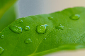 Wall Mural - Photo macro d'une goutte d'eau sur feuille de citronier