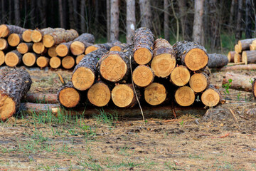 Wall Mural - Stacked tree trunks felled by the logging timber industry in pine forest