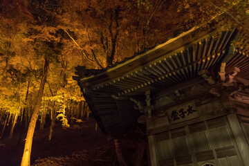 ライトアップされた日本の綺麗な紅葉