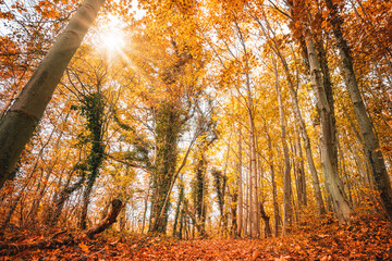Wall Mural - colorful autumn colors in the forest