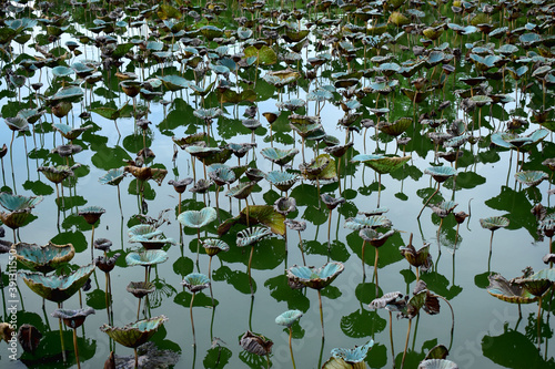 Fotomural Green Lotus leaves and shadows on water face in ponds landscape in peaceful and quiet